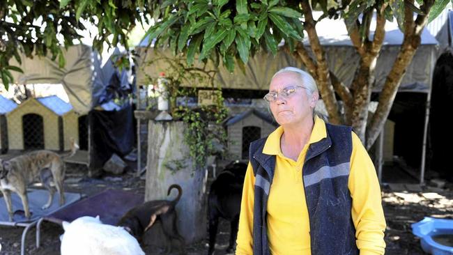 Sally Rogers, of Happy Paws Haven at Eatonsville, with some of the many dogs in her care. Photo JoJo Newby / The Daily Examiner. Picture: JoJo Newby