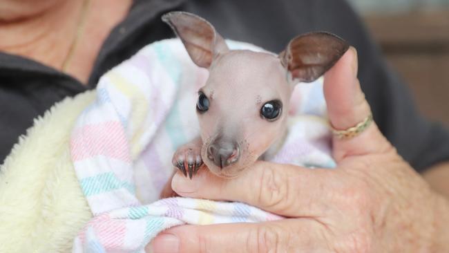 April is snuggled up in multiple pouches as baby wallabies typically like to borrow down. Picture: Richard Dobson