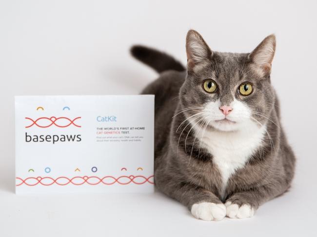 While there has been DNA testing for dogs for a while, Basepaws offers DNA testing for your cat.