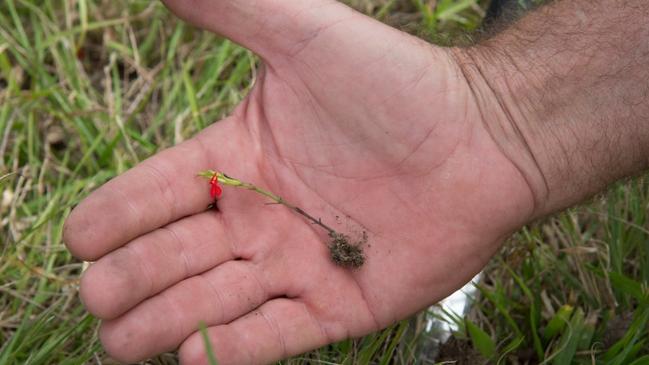 Red witchweed roots. Picture: Department of Agriculture and Fisheries.