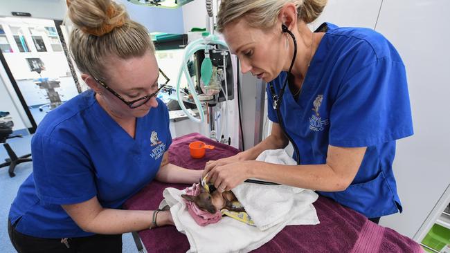 The Byron Wildlife Hospital will be going on the road to various parts of the Northern Rivers and southeast Queensland. Photo:  James D Morgan |Getty Images