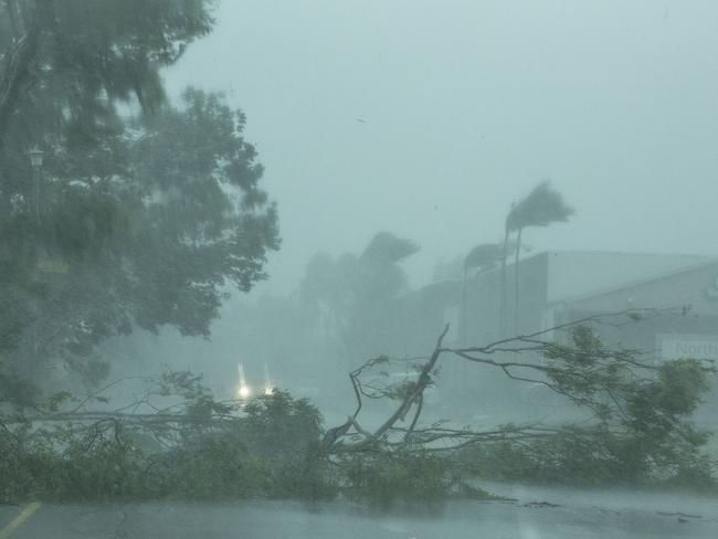 Several trees have been knocked down by the force of the gale.