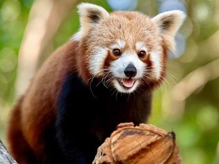 Ravi the red panda  at Australia  Zoo . Picture: Australia Zoo