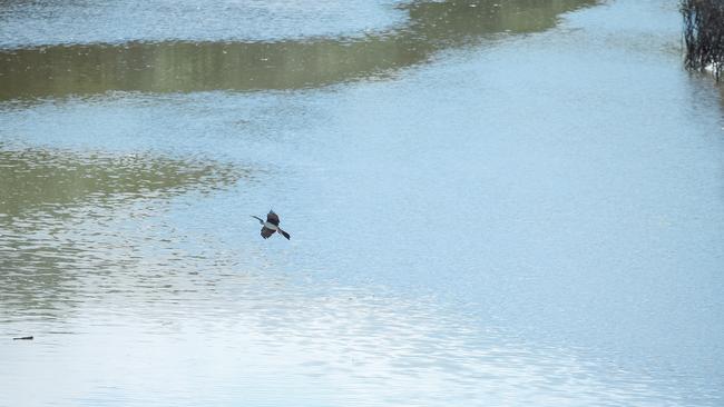 The river last week. Picture: Glenn Campbell