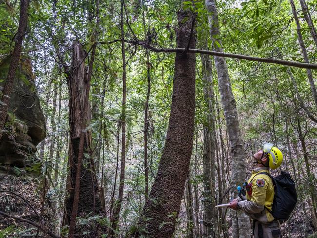 A specialist team of remote area firefighters helped to save the prehistoric Wollemi pines from last summer’s bushfires. Pictures: Supplied/Matt Kean