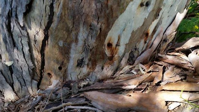 Drill holes were found on the northern side of the trunk base of a river red gum noted to suddenly be in decline.