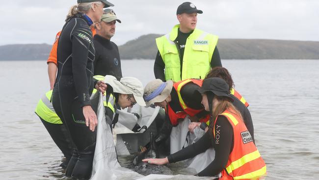 Rescue mission for stranded whales.  Stranding of over 200 pilot whales at Macquarie Heads near Strahan Tasmania.  Picture: Nikki Davis-Jones