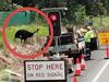 Oops, someone forgot to tell this guy about $30m wildlife crossing