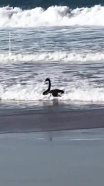 Black Swan Body Surfing