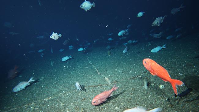 Oreo and Orange Roughy fish. CSIRO deep sea survey off Tasmanian coast. Must Credit: CSIRO