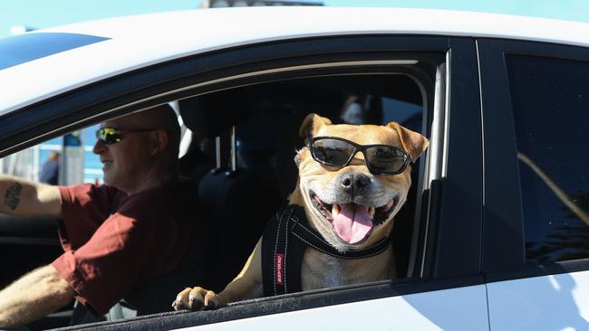 Do the right thing and keep the window open – like this dog owner at Bondi Beach. Picture: NCA NewsWire/Gaye Gerard