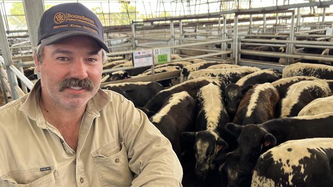 Lachie Seears, with his Speckle Park-cross steers, was a major vendor at the Naracoorte calf sale on January 6. Picture: Kate Dowler