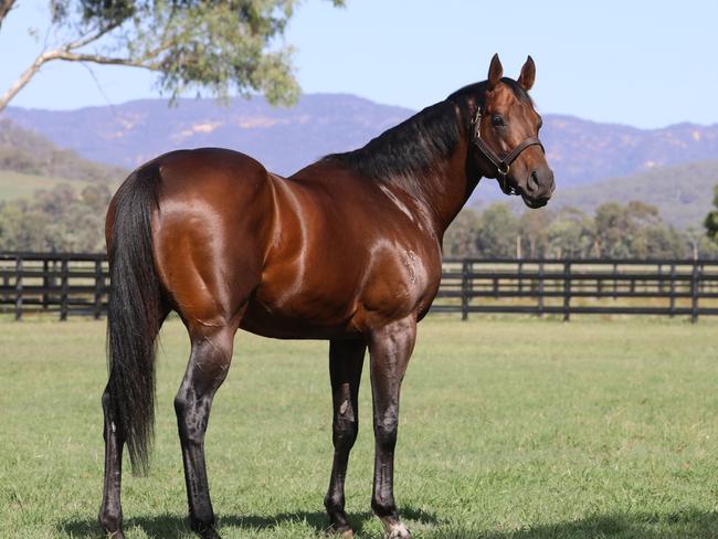 Zoustar is the world’s leading sire of winners this season after breaking the Australian record for most wins in a calendar year. Picture: Widden Stud