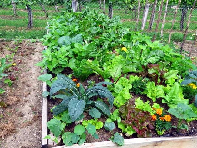 A vegetable garden is the perfect start to living more sustainably.