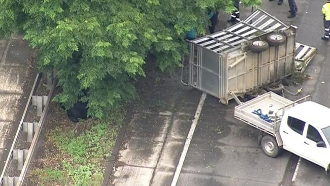 The bull hidden by foliage on the motorway. Picture: 7 News