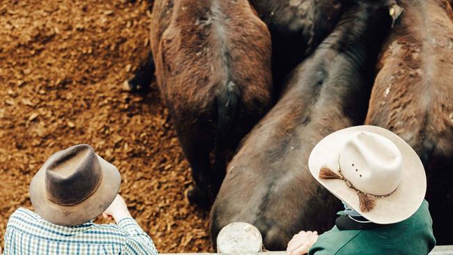 State comparisons: In Victoria just 9 per cent of heifers in prime markets went to restockers and 80 per cent sold to meat processors. Picture: Chloe Smith