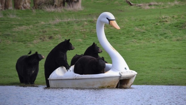 #TheMoment some black bears took a joyride on a swan pedal boat