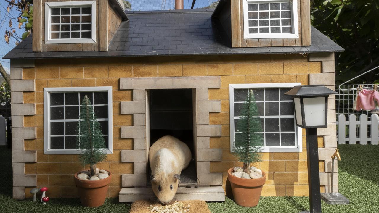 Steven Ransley’s 37 guinea pigs live in a mini village he built for them, complete with houses. Picture: Chris Kidd