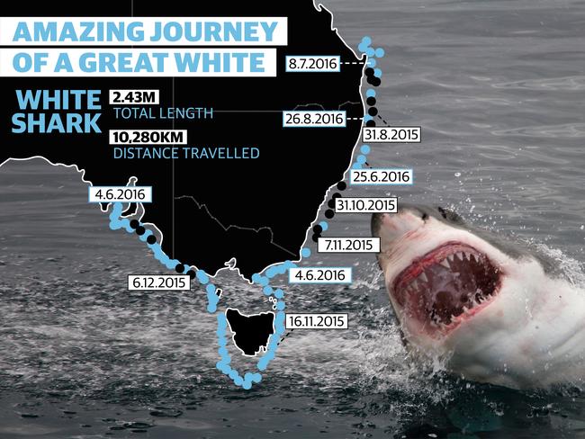 great white shark travel distance