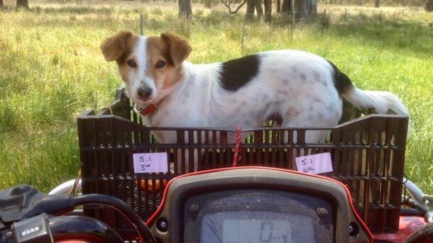 Mourning: Giaan Rooney's rescue dog Lester, who died in 2018.