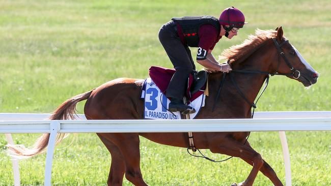 Il Paradiso has a gallop at Werribee Racecourse. Picture: Getty Images