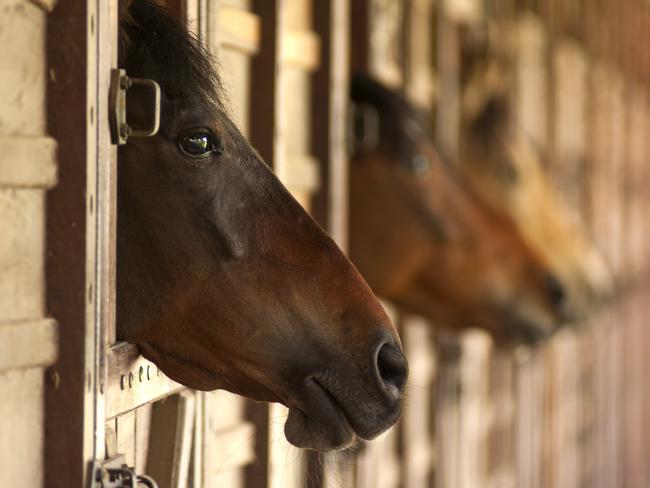 horse heads, Stable, Horse, Animal, Animal Body Part, Animal Head, Domestic Animals, Farm, Horizontal, No People, Photography, Wood, generic, thinkstock, stables