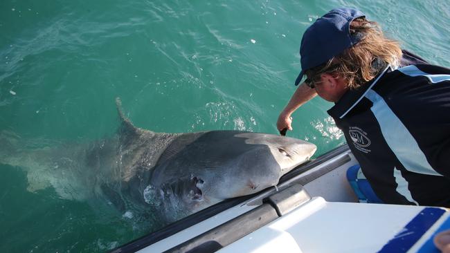  The State Government told the court that a shark cull program creates a perception of a safe marine park. Picture:  Glenn Barnes 