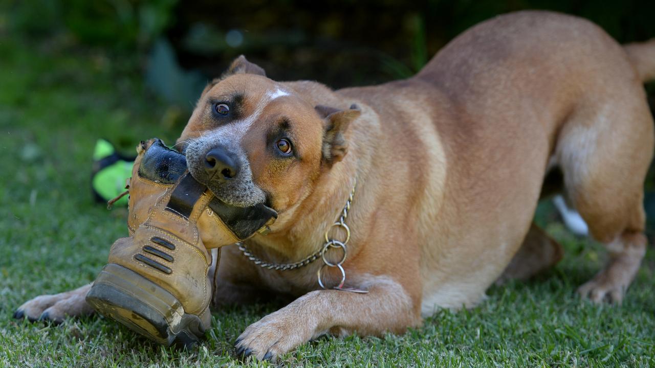 A man claimed dogs ate his shoes the night before he was due to appear at court. Picture: File