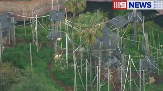 Malu escaped his enclosure about 3.30pm. Picture: Channel 9