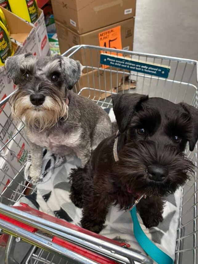 Tassie's Pawfect Pairs | Emma Corbett's pups take a trip to Bunnings.
