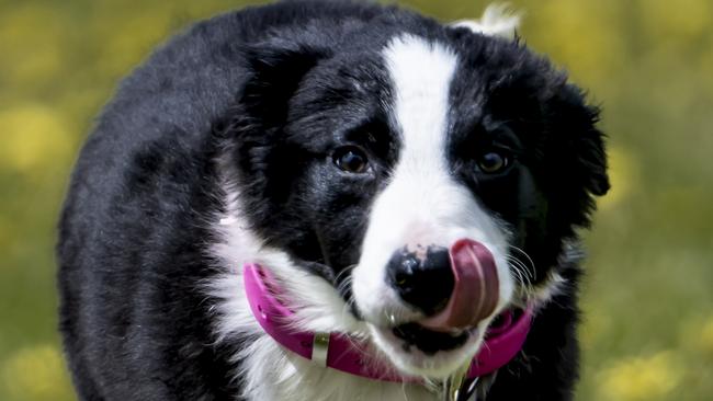 - Ash Barky, one of the contenders from Muster Dogs Series Two. Pic: Melissa Spencer