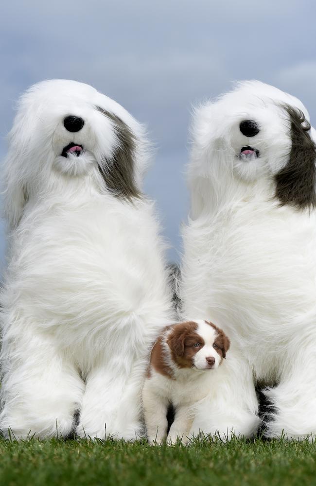 Eight-week-old Australian Shepherd, Throttle, escapes the wind between two Old English Sheepdog toys. Picture: Tony Gough