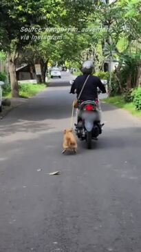 Bali motorist’s disturbing dog act outrages