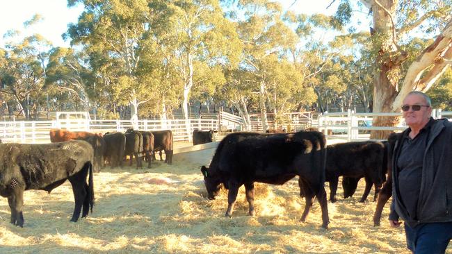 Free range: Kia Ora has a “bunker” like a normal feedlot, where cattle are given treats such as high-energy syrup, corn husks, peanuts and hay seasoned with thyme and sage.