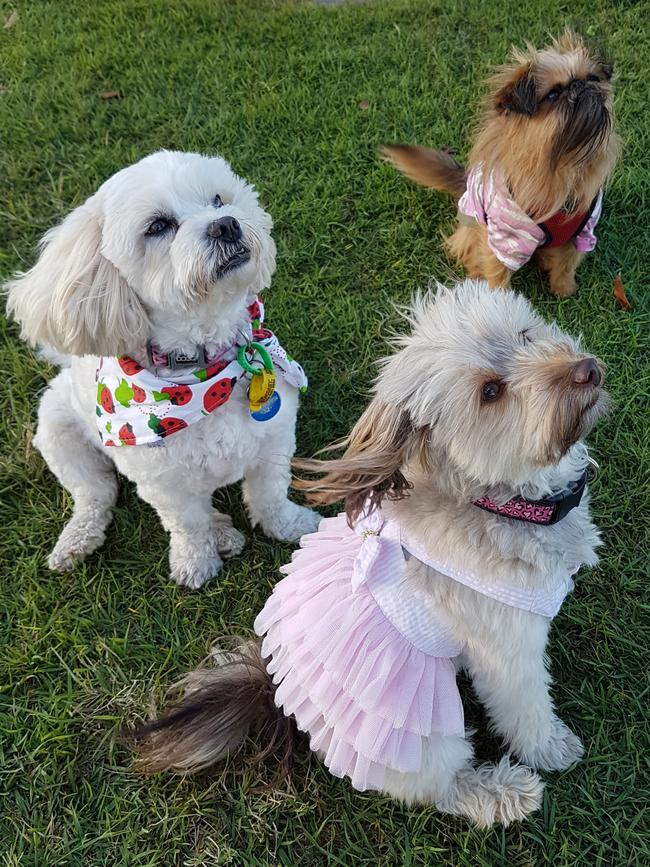 Mia, Zoey and Zelda: Puppy party! These best buds are dressed up for Zoey’s birthday bash at James Overall Park.
