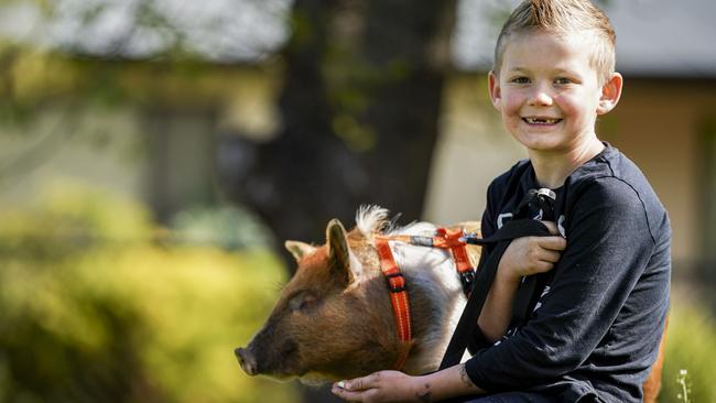 Pumpkin the rescue pig with Troy Vogelsang, 8, of Milang. Pic: MIKE BURTON