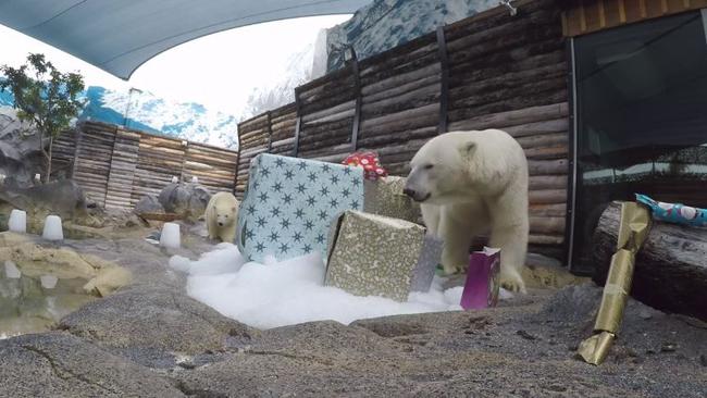 Polar bear cub Mishka and her mum Liya.