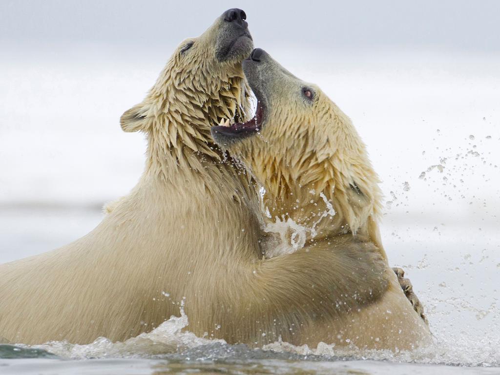 ‘Water Sport’ by Martin Smart/Photocrowd.com ... Location: near Kaktovik, Alaska.