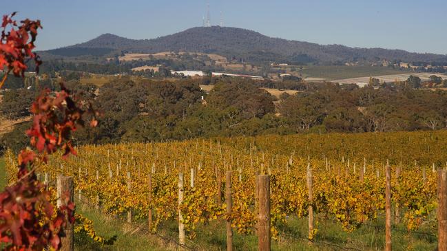 Vineyards in front of Mount Canobolas, a mountain on a spur of the Great Dividing Range in Orange, New South Wales.