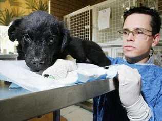 Dr Andrew Hemming with puppy Bear, who was at Silkstone Veterinary Hospital with parvo virus. Picture: Claudia Baxter