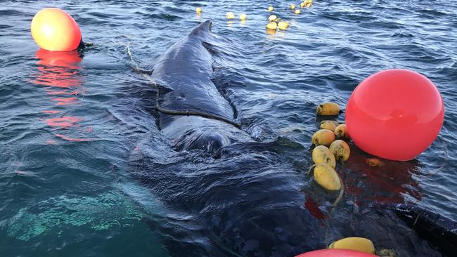 Sea World performed a whale rescue off the Coast at Miami today.