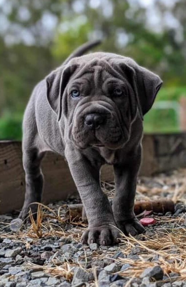 Kinga: Mikey Genrich's 10 week old Bandog