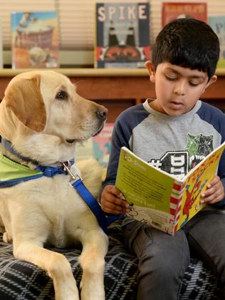Dogs needed for Doggy Tales library program