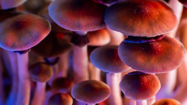 A US trial has found that magic mushrooms may be beneficial for those suffering from anorexia. Picture: iStock