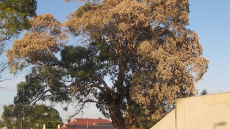 Poisoned tree on Share St, Kilkenny. Supplied by Charles Sturt Council