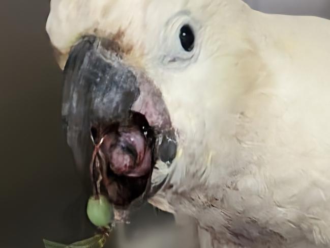 A male cockatoo with a large fish hook through its tongue that was taken to Pittwater Animal Hospital at Warriewood for treatment in February 2024.