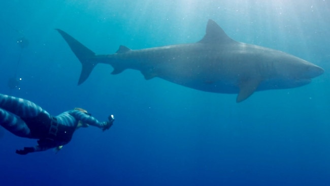 A still from the film Envoy: Shark Cull. Picture: Supplied.