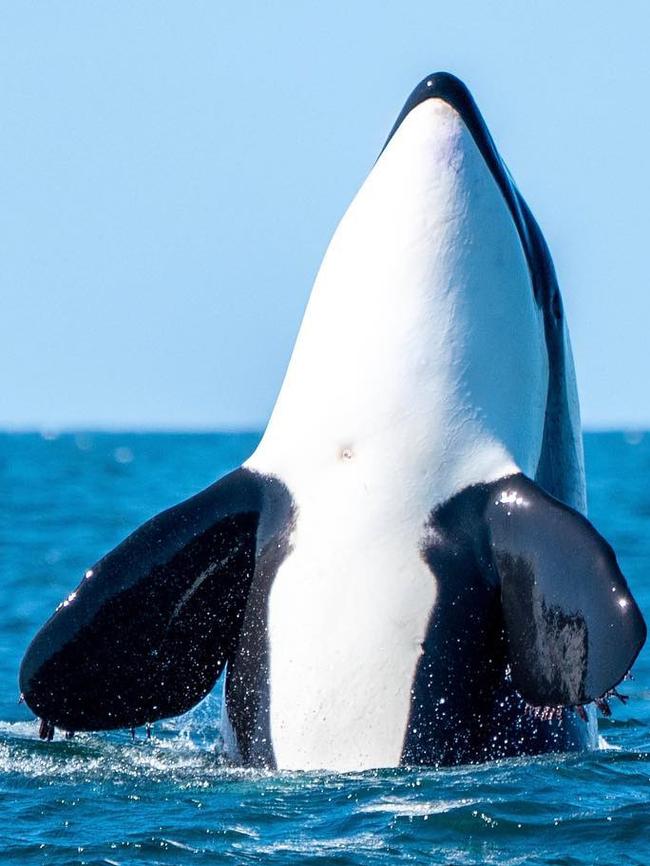 Passengers and crew on a whale watching tour with Out of the Blue Adventures spotted a small pod of killer whales off Ballina.