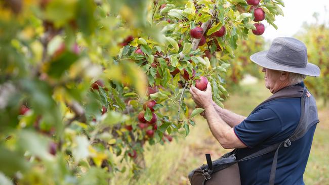 NEWS: FRUIT PICKING Sidney Aspland has been training young people in fruit picking, for the Pick Shepp program which is aiming to attract more people to the sector. He reckons Vic Govt's sign-on bonus has been working well. PICTURED: Generic apple orchard. Generic picking. PHOTOGRAPHER: ZOE PHILLIPS