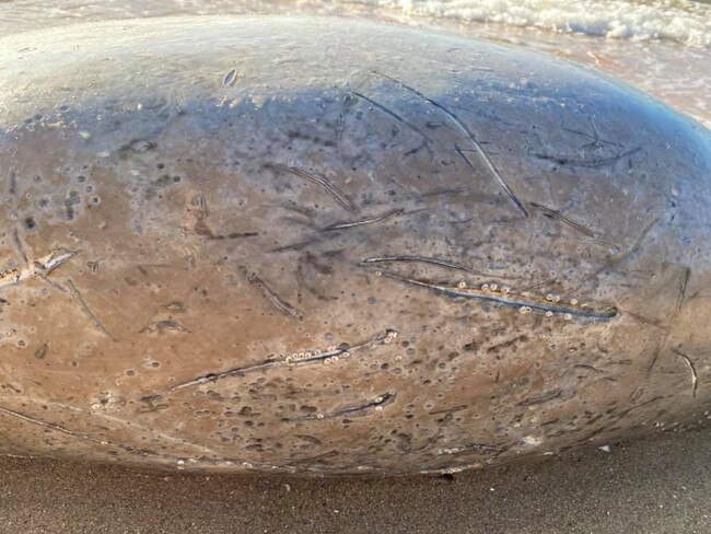 The juvenile dugong had cuts over its back. Picture: Tracey Spears/Facebook